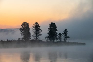 Şafak vakti Hayden Vadisi 'ndeki Yellowstone Nehri' nin kıvrımında duran ağaçların küçük korusu.