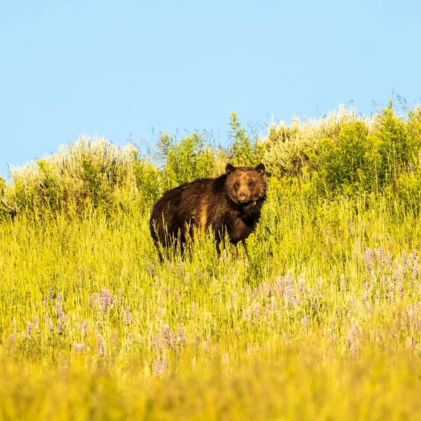 海登山谷有什么东西吸引了一位灰熊妈妈的注意 — 图库照片