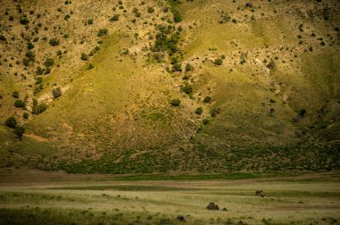 Yellowstone 'da kaybolan güneş ışığıyla Dik Dağ Altında İki Geyik Otluyor