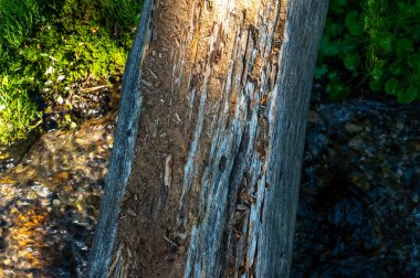 Yellowstone 'daki Clear Creek üzerindeki aşınmış günlük köprüsü