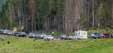 Yellowstone Ulusal Parkı, ABD: 17 Temmuz 2022: Genç bir bizonun yol açtığı trafik sıkışıklığı sokaktan dışarı çıkmayacak