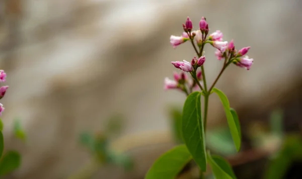 Советы Розовых Цветов Грани Цветения Йосемити — стоковое фото