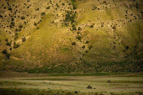 Δύο Ελάφια Βόσκουν Στο Πεδίο Κάτω Από Απότομο Βουνό Τον — Φωτογραφία Αρχείου