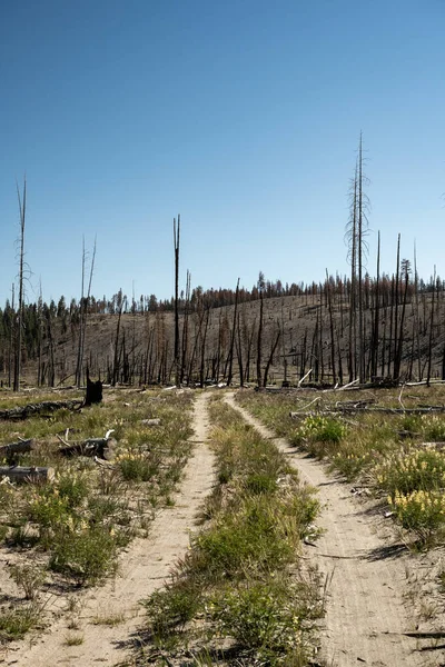 Dvě Stezky Přes Spálený Les Sopečném Národním Parku Lassen — Stock fotografie