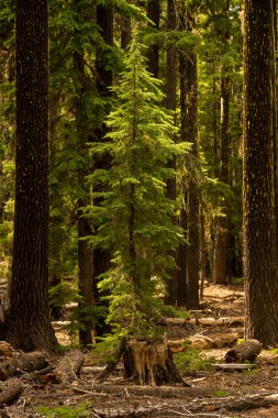 Krater Gölü Ulusal Parkı 'nda Genç Ağaç Ayakta Duruyor ve Uzun Ağaçların Altında Işığı Yakalıyor