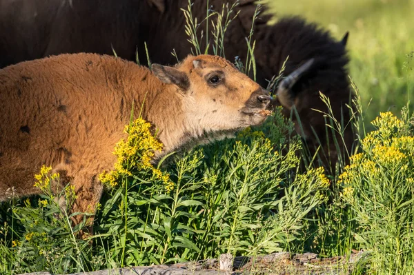 Baby Bison Kaut Auf Grashalmen Und Wildblumen Yellowstone Nationalpark — Stockfoto