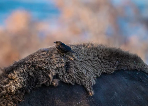Vogel Ruht Zerfetzten Fell Eines Bisons Zurück Yellowstone — Stockfoto