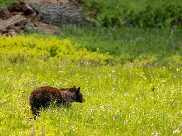 Black Bear Grazes Campo Flores Silvestres Parque Nacional Sequoia — Fotografia de Stock
