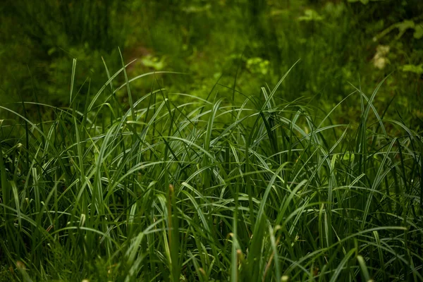 Травинки Лугу Секвойи Летом Низким Углом — стоковое фото