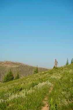 Grassy Tepesi 'nden geçip Holmes Dağı' na giden yolda soluk bir patika kesiliyor.
