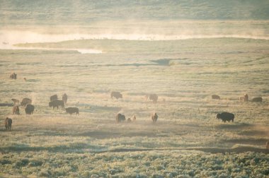 Bison sürüsü sisli bir sabahta Yellowstone Nehri 'nin dibindeki topraklarda hareket halinde.