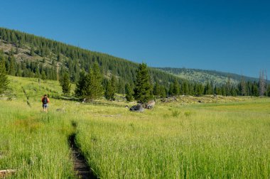 Yellowstone 'da Dar Yol' daki Uzun Çimenler Çayırı 'ndan Yürüyüşçü Geçiyor