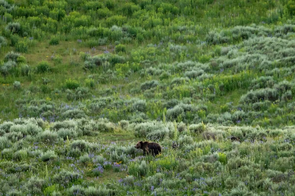 Grizzly Sow Dois Filhotes Hiding Graze Lupine Field Yellowstone — Fotografia de Stock
