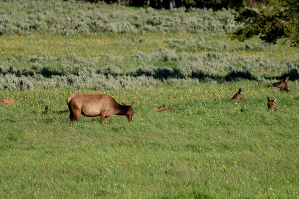 Herd Elk Laying Tall Grasses Fishing Bridge Yellowstone — Stock Photo, Image