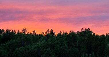 Neon Pembe Gökler, Sunset 'teki Grand Teton Ulusal Parkı' nda Çam Ağaçları ve Willow 'un üzerinde geziniyor.