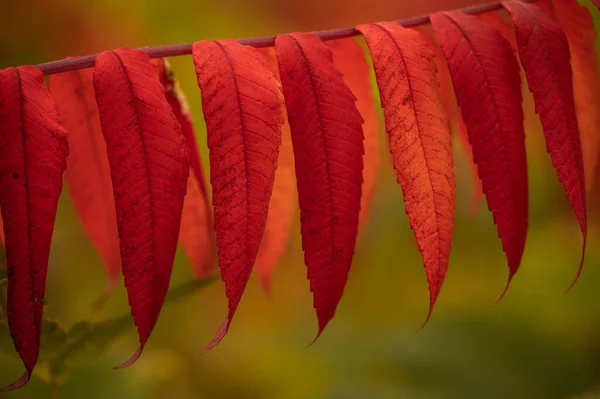 Линия Сумакских Листьев Осенью Горах Голубого Хребта — стоковое фото