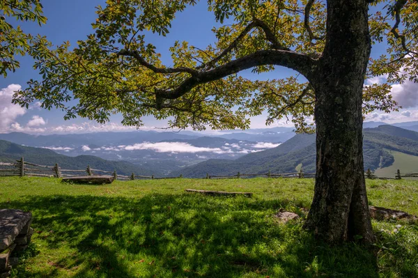 Lone Tree Standing Top Hemphill Border Great Smoky Mountains National — стоковое фото