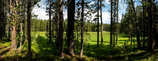 Blick Aus Dem Yellowstone Wald Auf Eine Graswiese — Stockfoto