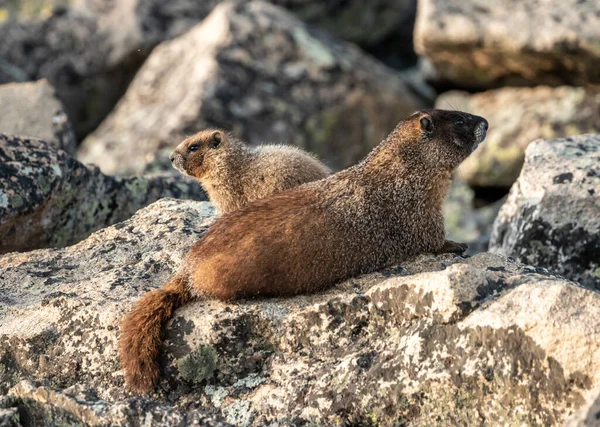 Anne ve Bebek Marmot Boulder Alanında Farklı Yönlere Bakıyor