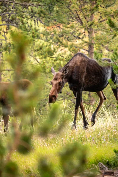 Moder Älg Går Försiktigt Genom Skogen Grand Teton National Park — Stockfoto