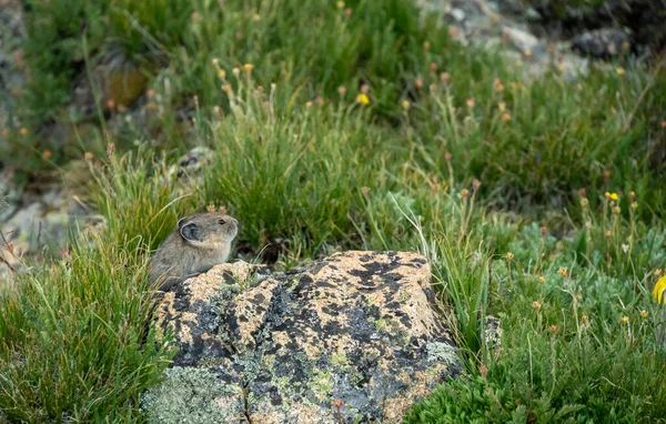 Profil Pika Trouve Sur Rocher Couvert Lichen Dans Herbe Dans — Photo