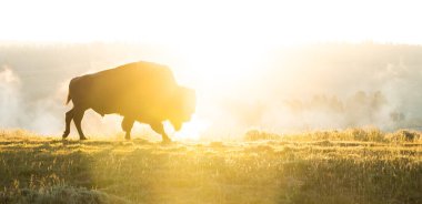 Yellowstone Ulusal Parkı 'nda Güneşin Doğuşuna