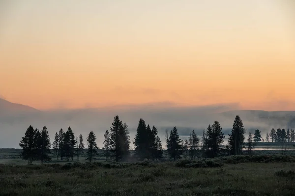 Silhouette Albero Boschetto Con Muro Nebbia Distanza Yellowstone — Foto Stock