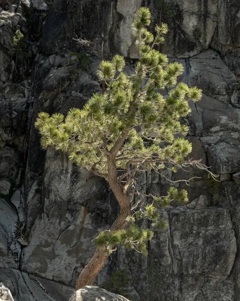 Single Tree Lit Vor Einem Felsen Rande Der Yosemite Falls — Stockfoto