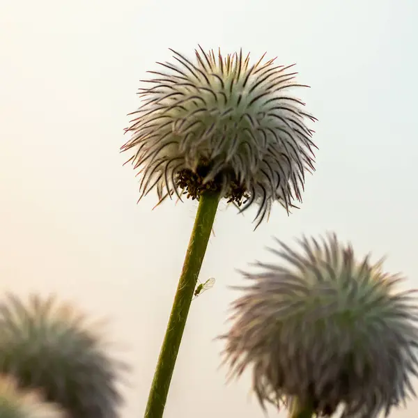 Small Insect Rests Stem Western Seedhead — Stock Photo, Image