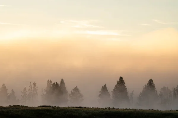 Nebbia Spessa Attraversa Alberi Sparsi Nella Hayden Valley Nel Parco — Foto Stock