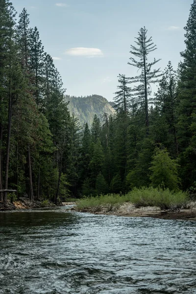 Río Tuolumne Dobla Alrededor Bosques Pinos Valle Pate Yosemite —  Fotos de Stock
