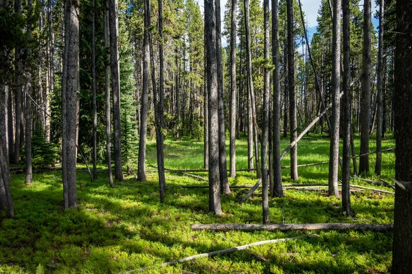 Trees Grow On The Edge of Small Green Meadow in Yellowstone
