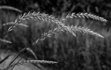 Altın Çimen Ağırlığı Sahada eğiliyor