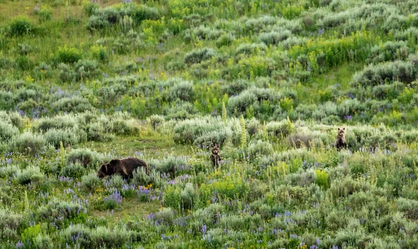 Two Grizzly Cubs Pop Up Near Mother In Lupine Field in Yellowstone