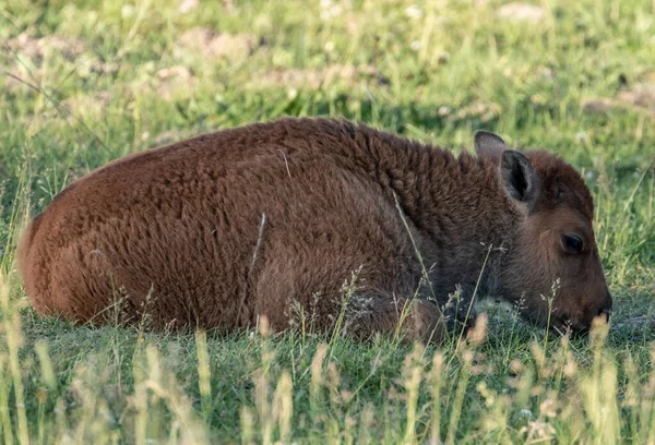 Baby Bison Spoczywa Zielonej Trawie Yellowstone — Zdjęcie stockowe