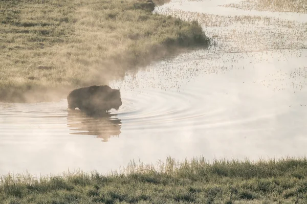 Yellowstone Daki Hayden Vadisi Nde Bison Fords Hala Suyu — Stok fotoğraf