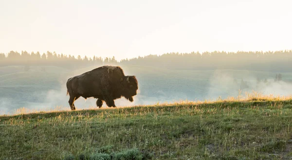 Bison Walks Across Gold Highlighted Hill Side In Hayden Valley in Yellowstone