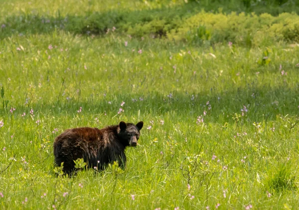 黑熊回头看红杉花草地上的相机 — 图库照片