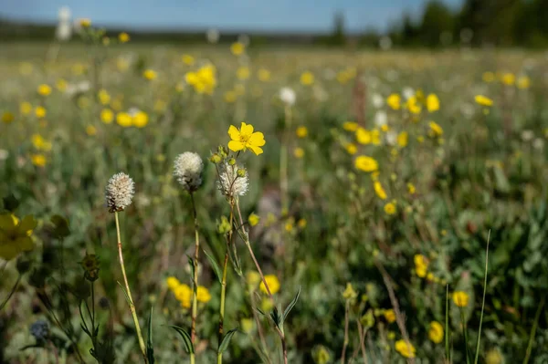 Yellow and White Flowers Fill Field In Cygnet Lakes in Yellowstone