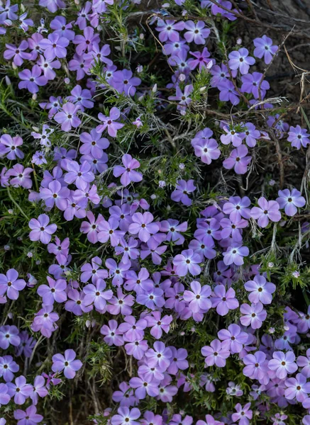 Close Up of Mountain Phlox Patch Along Trail in Crater Lake National Park
