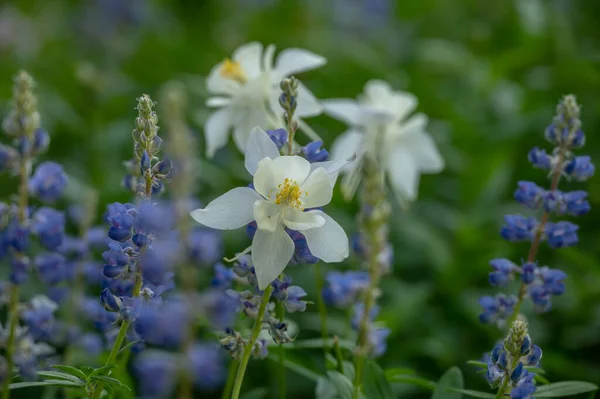 Kolumbine Und Lupinen Blühen Sommer Der Wildnis Von Grand Teton — Stockfoto