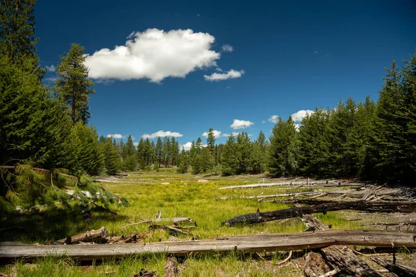 Suche Jezioro Wypełnione Zestrzelonymi Drzewami Kraju Hetch Hetchy Area Yosemite — Zdjęcie stockowe