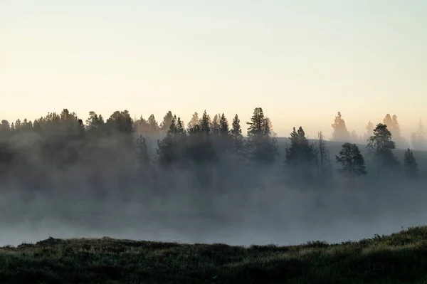 Nevoeiro Agarra Árvores Longo Rio Yellowstone Hayden Valley — Fotografia de Stock