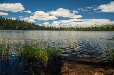 Yosemite Ulusal Parkı 'ndaki Laurel Gölü kıyısında otlar