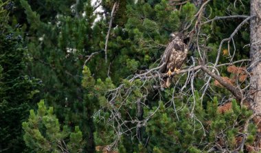 Genç Kel Kartal Grand Teton Ulusal Parkı 'ndaki Çam Dallarının Üzerinde Oturuyor