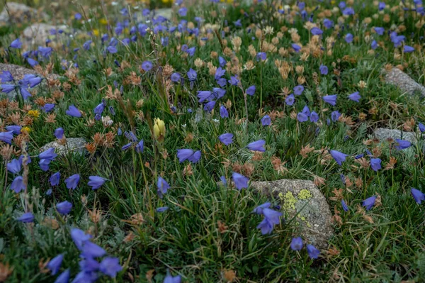 Harebell Wildflowers Dot Alpine Meadow Rocky Mountain Nemzeti Park Nyáron — Stock Fotó
