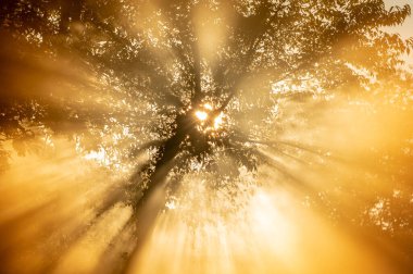 Büyük Ağacın Dumanlardaki Dalları 'na rağmen Çoklu Güneş Patlaması