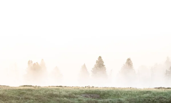 Mattina Luce Silhouette Pini Nella Nebbia Del Mattino Hayden Valley — Foto Stock
