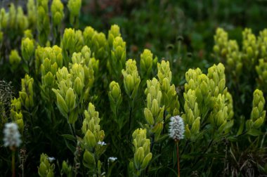 Boya Fırçası Çiçekleri Rocky Mountian Ulusal Parkı 'nın Tundra' sında yetişir