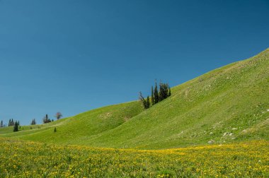 Rolling Hills Grand Teton Ulusal Parkı 'ndaki Teton Crest Yolu boyunca çiçeklerle kaplı.